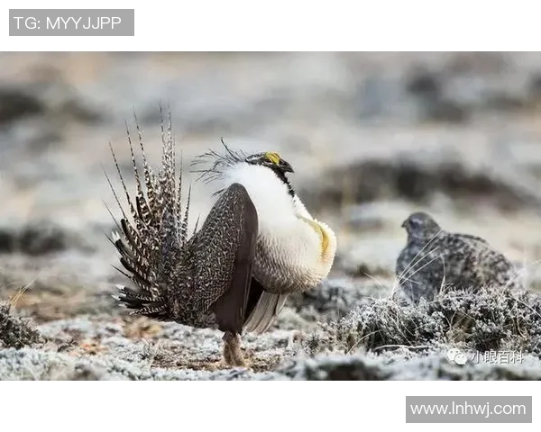 世界足坛谁的鸟最大揭秘 球星身高与体格全面对比分析 世界足坛谁的鸟最大揭秘 球星身高与体格全面对比分析